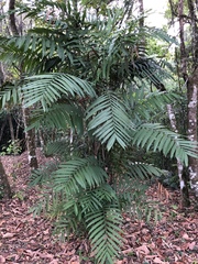 Chamaedorea alternans