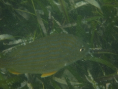 Archosargus rhomboidalis