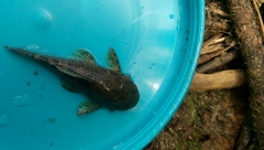 Chaetostoma