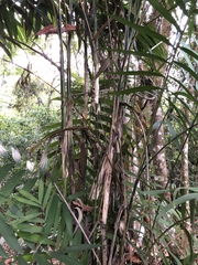 Chamaedorea alternans