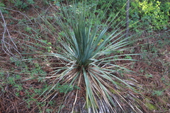 Dasylirion berlandieri