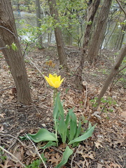 Tulipa