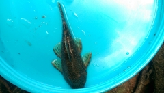 Chaetostoma