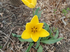 Tulipa