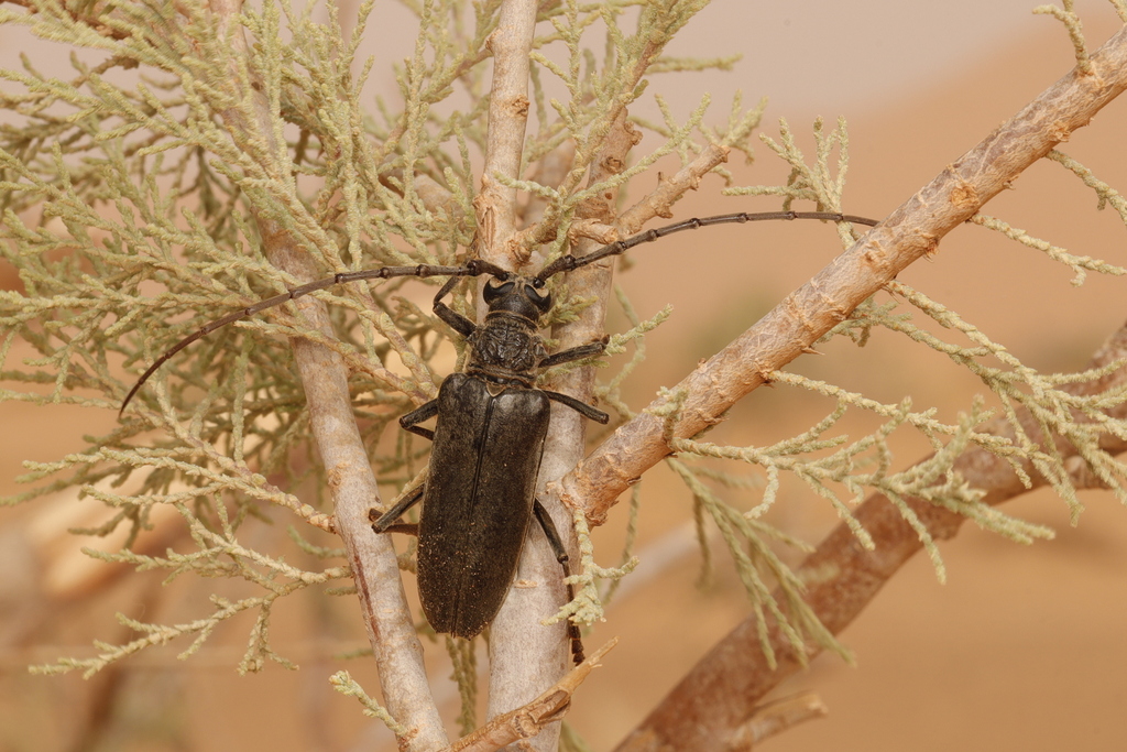 Neoplocaederus caroli