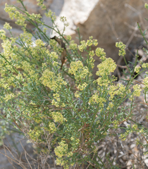Galium angustifolium