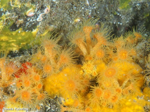 Yellow Cluster Anemone, Las Palmas, ES-CN, ES, photo 8 of 10
