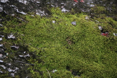 Claopodium rostratum