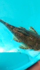 Chaetostoma