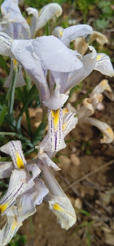 Image of Iris kolpakowskiana by (c) Igor Karyakin, some rights reserved (CC BY)