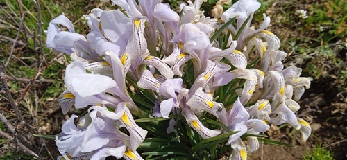 Image of Iris kolpakowskiana by (c) Igor Karyakin, some rights reserved (CC BY)