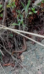 Tachymenis peruviana