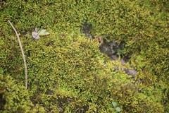 Claopodium rostratum