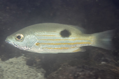 Lutjanus ehrenbergii