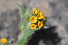 Amsinckia lycopsoides