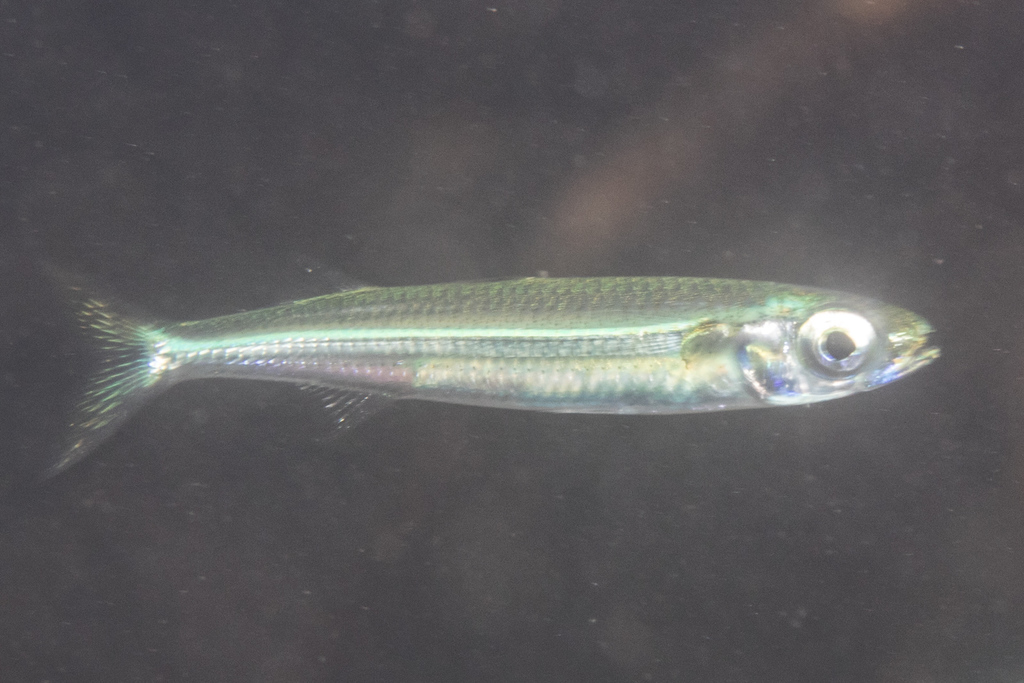 Broad-banded hardyhead (Atherinomorus lacunosus) — Atherinidae