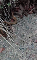 Tachymenis peruviana