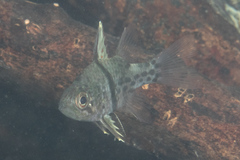 Sphaeramia orbicularis