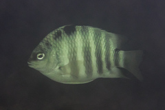 Abudefduf septemfasciatus