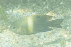 Chrysiptera biocellata