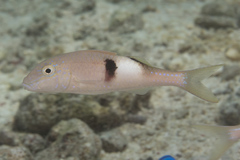 Parupeneus pleurostigma