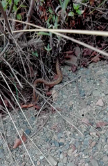 Tachymenis peruviana