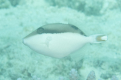 Sufflamen chrysopterum