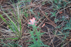 Castilleja scorzonerifolia