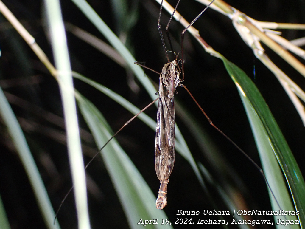 Tipula coquilletti
