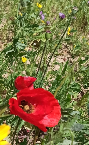 common poppy