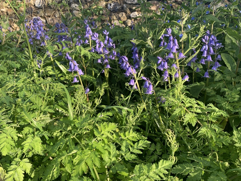 Bluebells from St Helen's Church, Benson, Wallingford, England, GB on