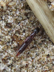 Staphylinidae