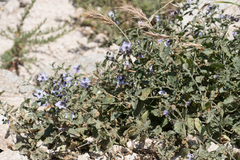 Solanum umbelliferum