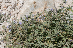 Solanum umbelliferum