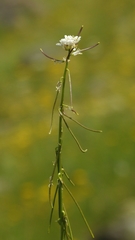 Caulanthus lasiophyllus