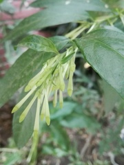Cestrum nocturnum