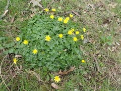 Ficaria verna