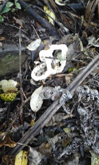 Ileodictyon cibarium