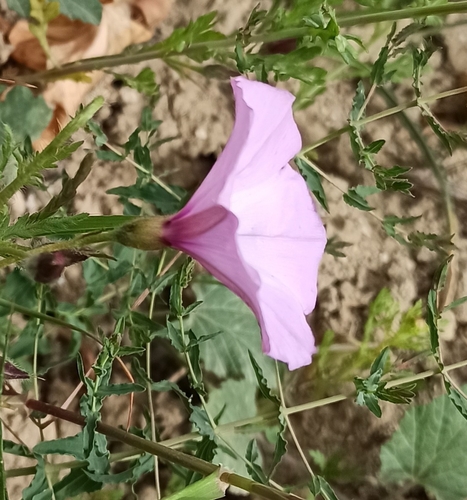 Mallow Bindweed