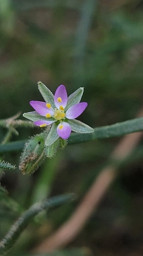 Spergularia marina iNat (2)