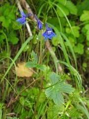 Delphinium bakeri