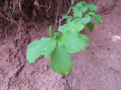 Celastrus orbiculatus