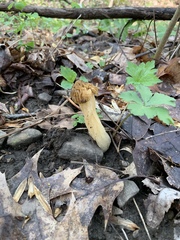 Morchella punctipes