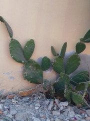 Opuntia dulcis