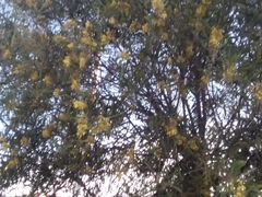 Acacia retinodes
