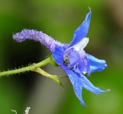 Delphinium bakeri
