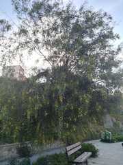 Acacia retinodes