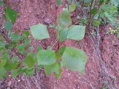 Populus tremuloides