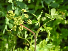 Lomatium californicum