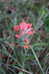 Castilleja scorzonerifolia